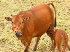 鲁西黄牛犊牛期饲养管理技术