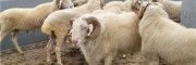 黑头杜泊羊规模养殖澳洲白羊小尾寒羊多胎多肉杜寒杂交母羊推广