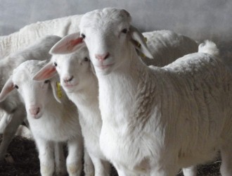 改善肉羊品质，提高出肉率的九项技术